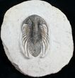 Killer Kolihapeltis Trilobite - / Inches Long #4250-2